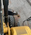 2011 Caterpillar M322D Wheeled Excavator