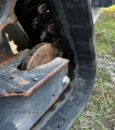 2022 Bobcat T66 tracked skid steer loader